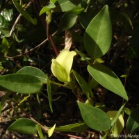 Macrotyloma axillare (E.Mey.) Verdc.